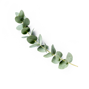 Eucalipto (Eucalyptus radiata)